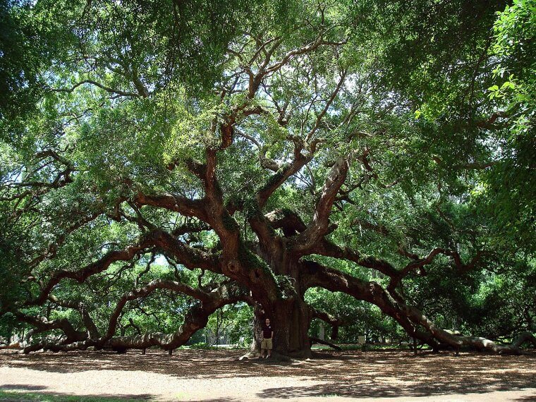 The Oldest Tree to The East of Mississippi Is Menacing