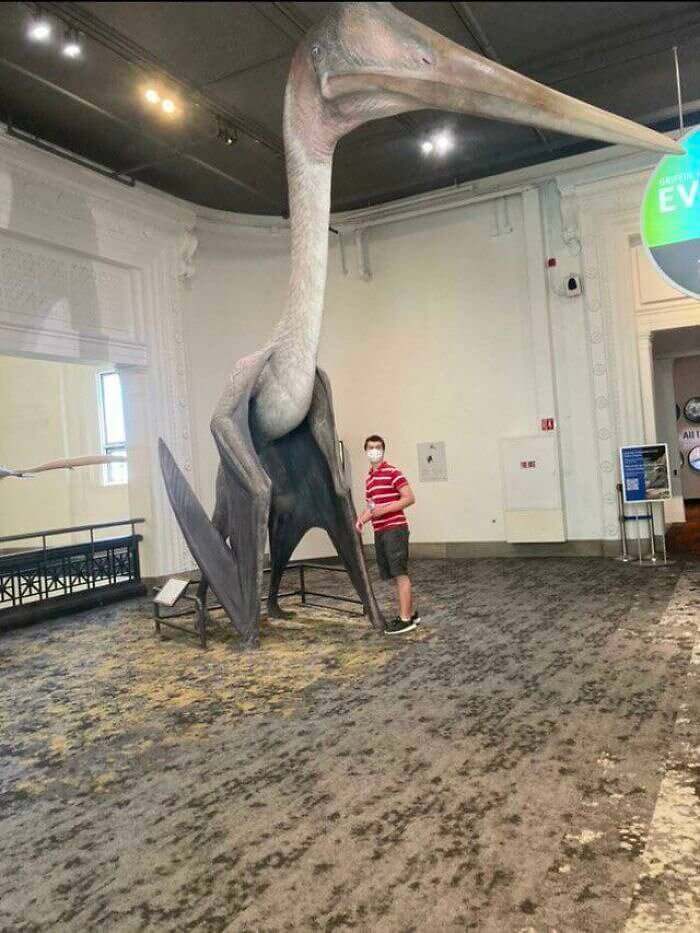 The Largest Known Flying Animal to Ever Have Lived
