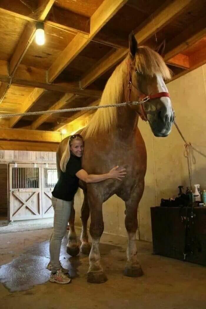 The Largest Horses In The World