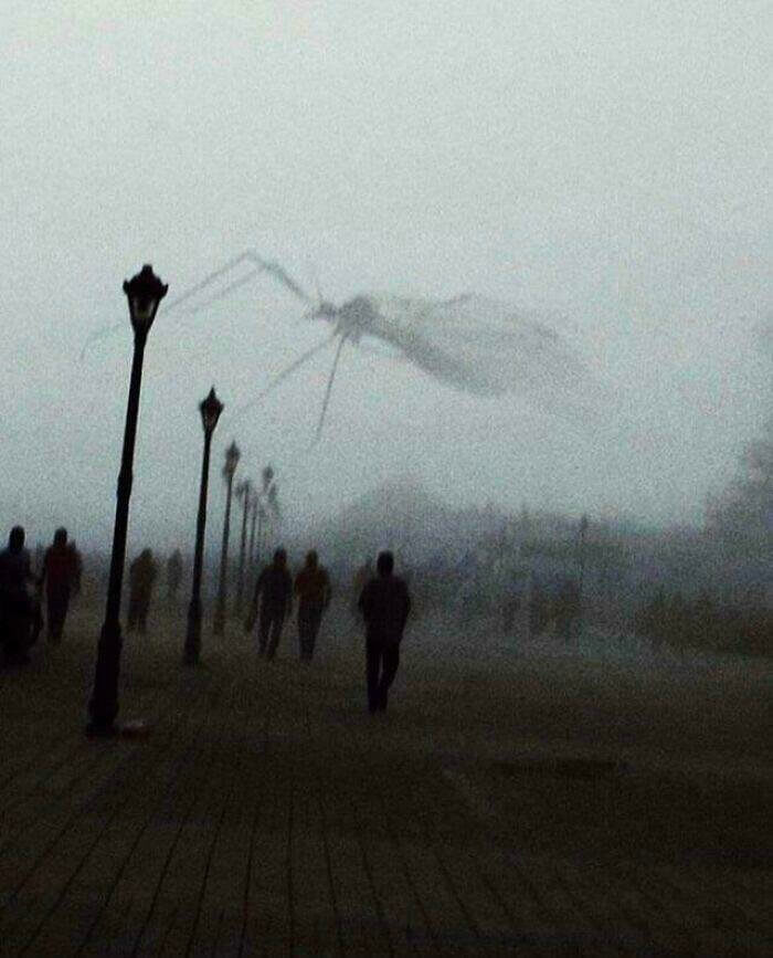 A Giant Mosquito