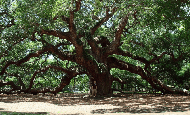 Massive Things People With Megalophobia Might Want to Steer Away From