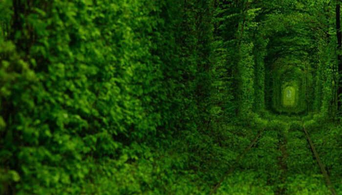 Tunnel Of Love – A Heavenly Walk
