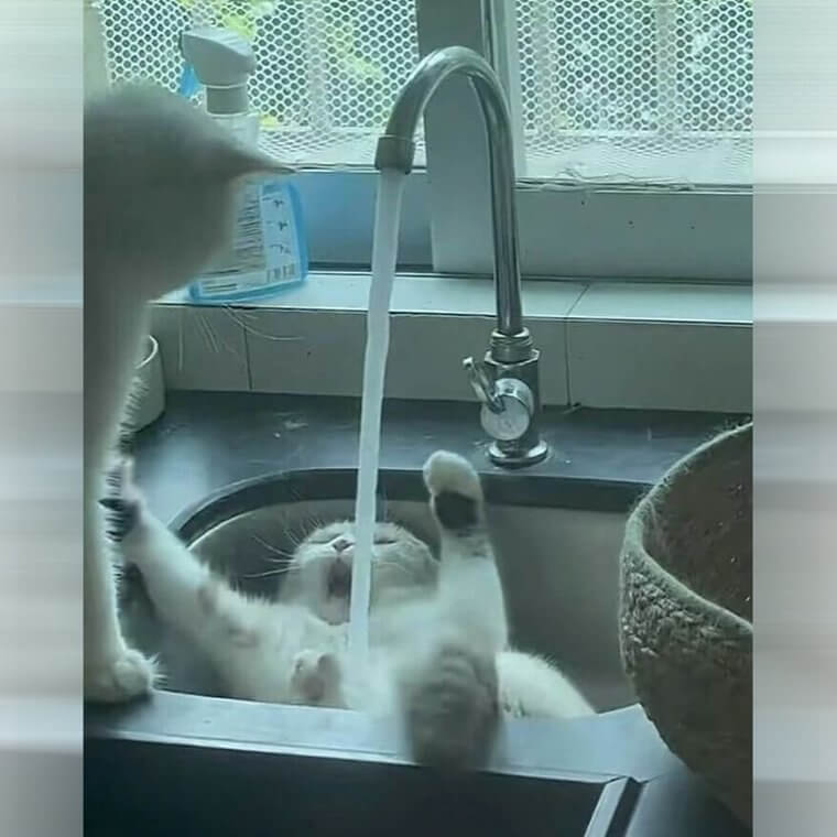 This Cat Is Definitely Being A Bit Dramatic