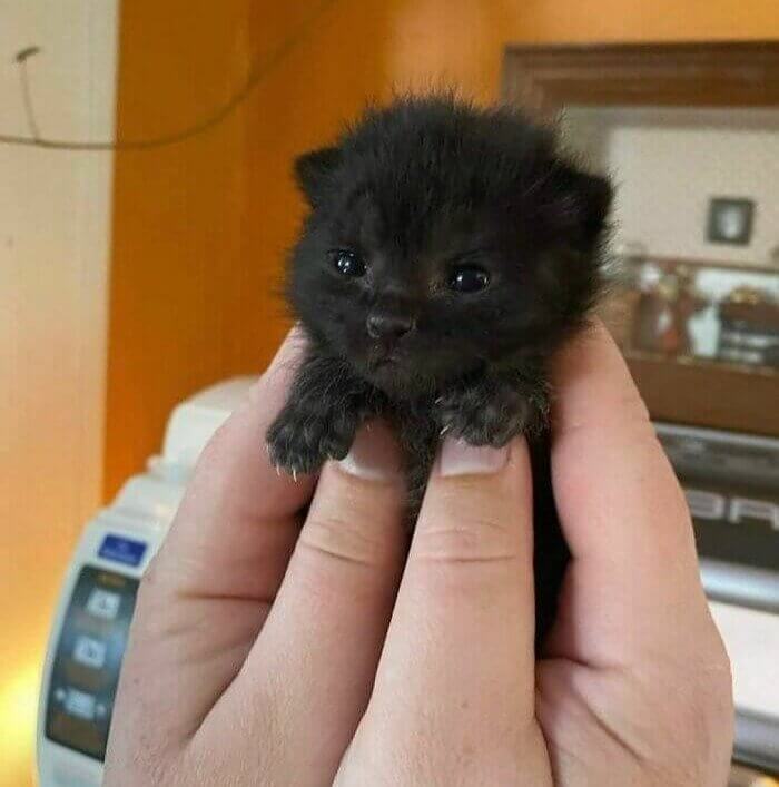 What Big Claws This Kitten Has