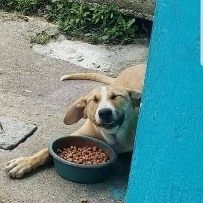 The Happiest Moment Of This Dog's Life