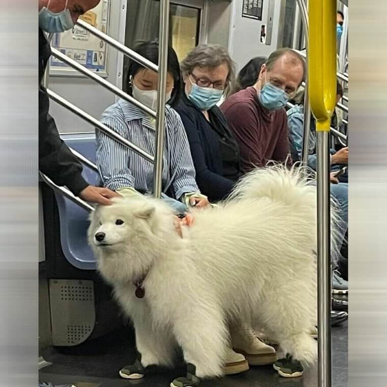 This Dog Is Just Out For A Commute