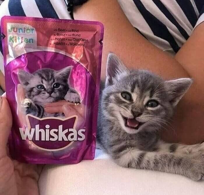 This Cat Is Going To Be A Star