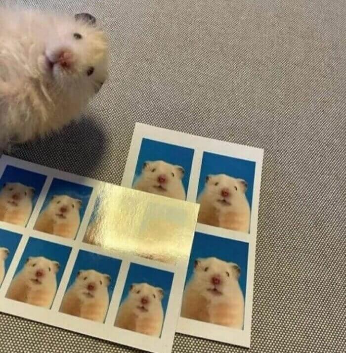 This Hamster Looks Almost Too Happy