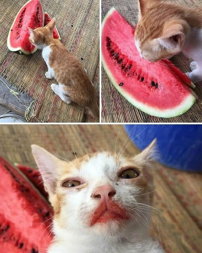This Cat Either Really Loves Or Really Hates Watermelon