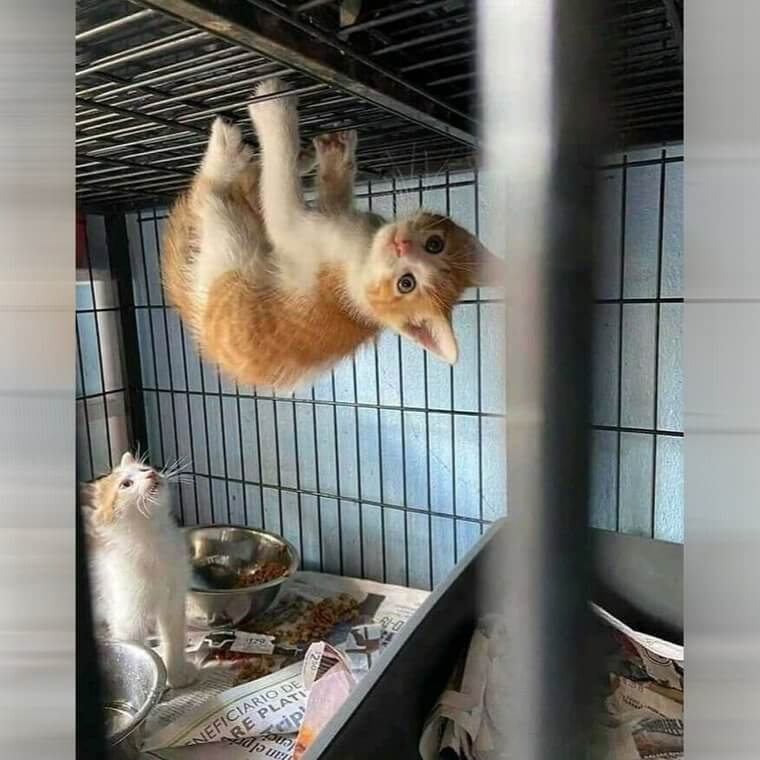 Cats Are Basically Just Superheroes