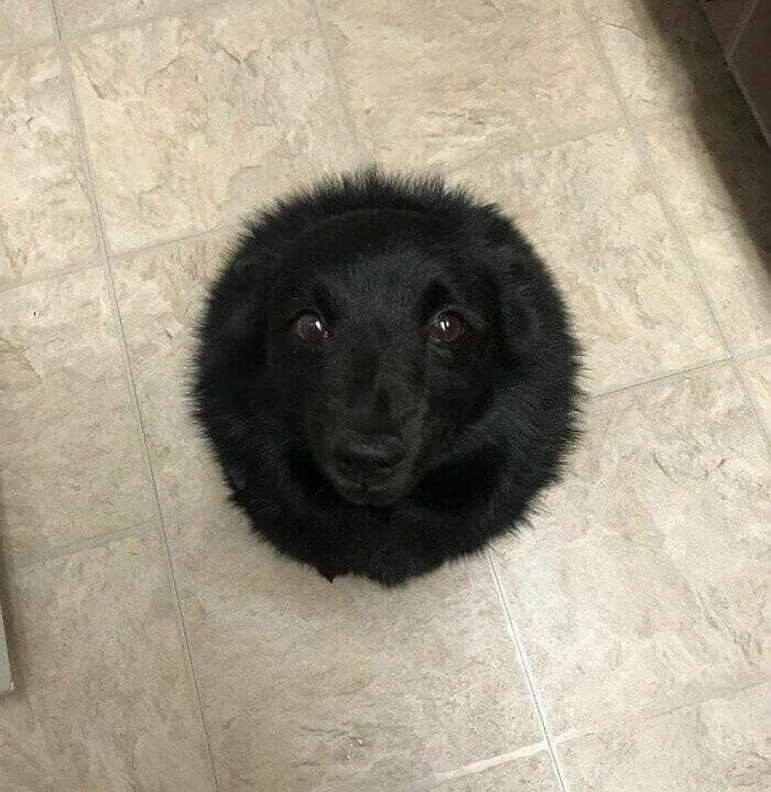 Like Looking Into An Adorable Void