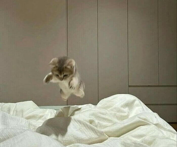 The Cutest Pounce In History