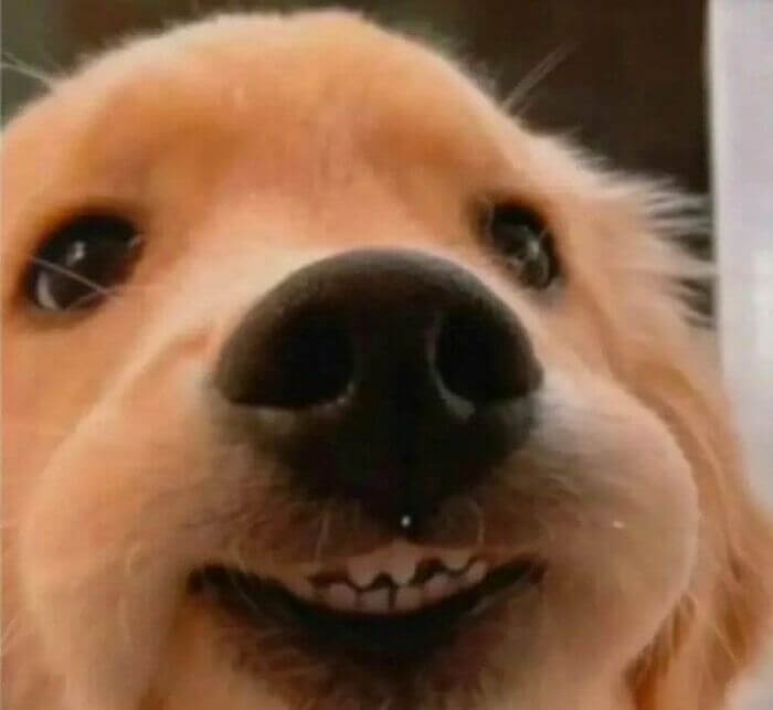 A Dog With Tiny Teeth And Chubby Cheeks