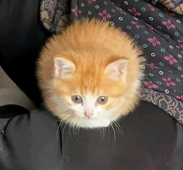 Fluffy Kitten Or Giant Cheeseball?