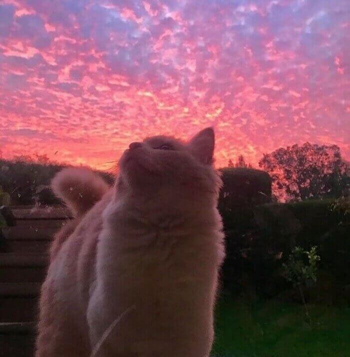 This Cat Is Really Soaking Up The Sunset