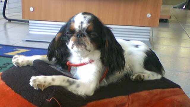 The English Toy Spaniel