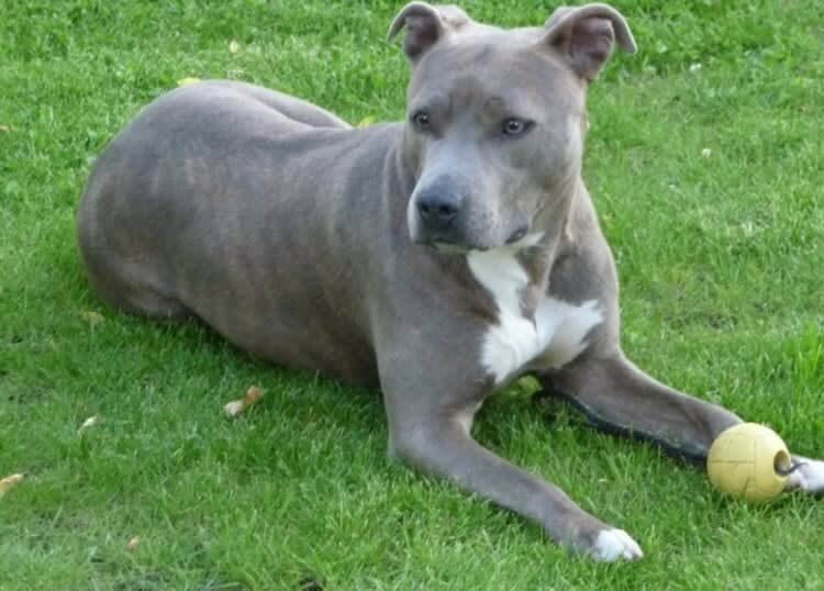 Staffordshire Terrier