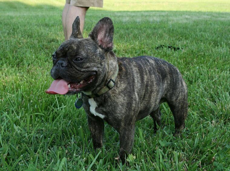 Francia Bulldog