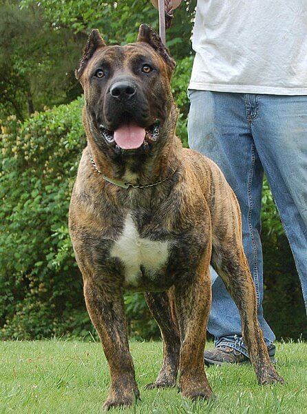 Perro de Presa Canario