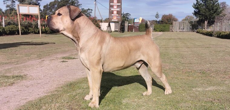 Boer Boel