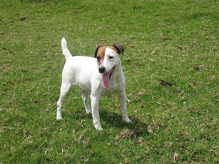 Jack Russell Terrier