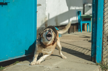 Породы собак, которые слишком опасны, чтобы держать их дома