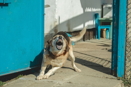 Породы собак, которые слишком опасны, чтобы держать их дома