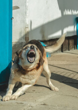 Породы собак, которые слишком опасны, чтобы держать их дома