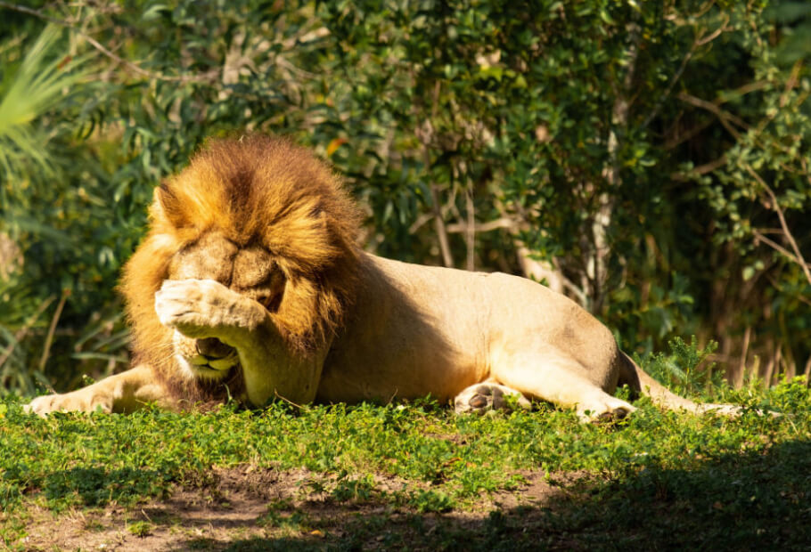 Бесценные вещи, которые люди увидели и выложили в сеть, к счастью для нас