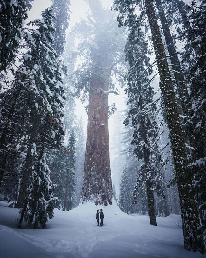 Humans Compared To Majestic Sequoias