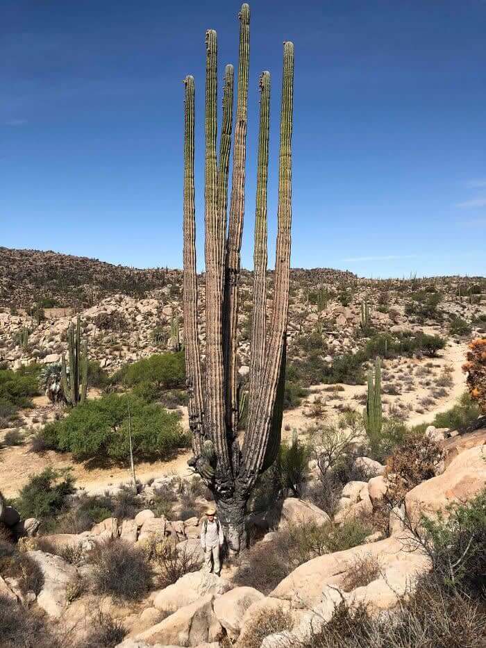 Cactus Can Grow Big