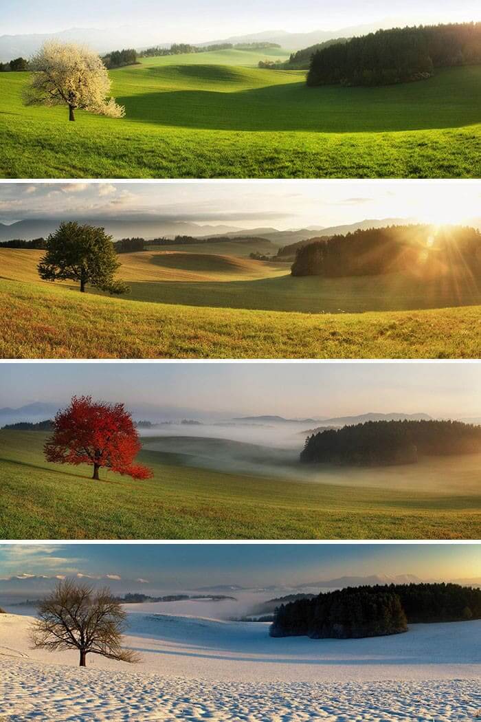 Same Tree, Four Seasons