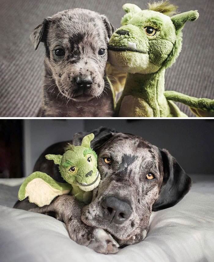 Still a Kid At Heart: 4 Weeks vs. Full Grown, Holding His Favorite Toy