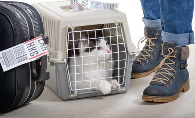 7 Most Important Tips For Traveling With Your Pet