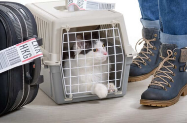7 Most Important Tips For Traveling With Your Pet