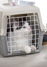 7 Most Important Tips For Traveling With Your Pet