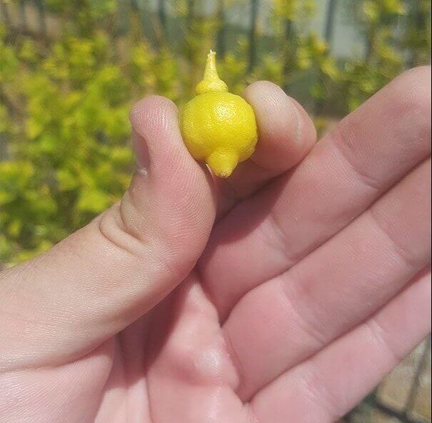 This Lemon Hasn't Reached Puberty Yet