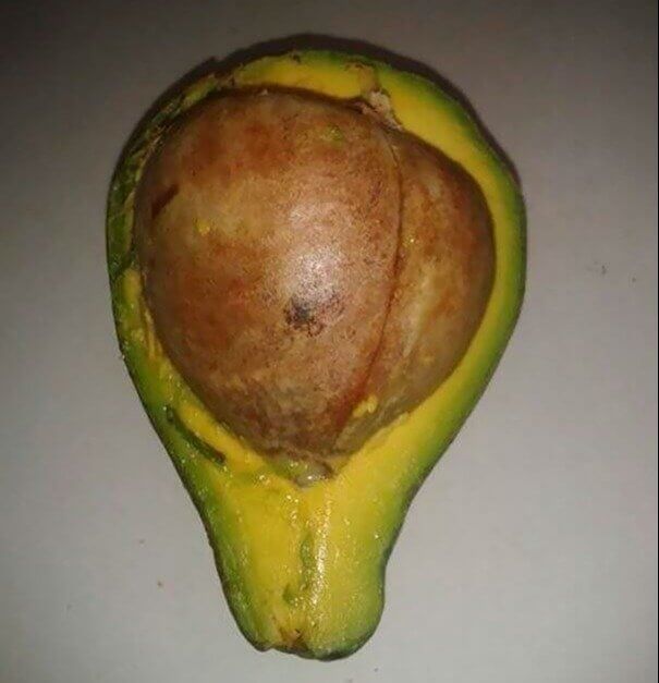 The Food to Seed Ratio Is A Little Off Here