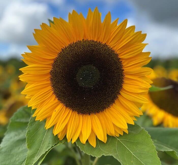 Just a Sunflower in All Its Glory