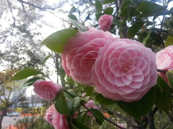 Pink Camellias: Nature's Work of Art