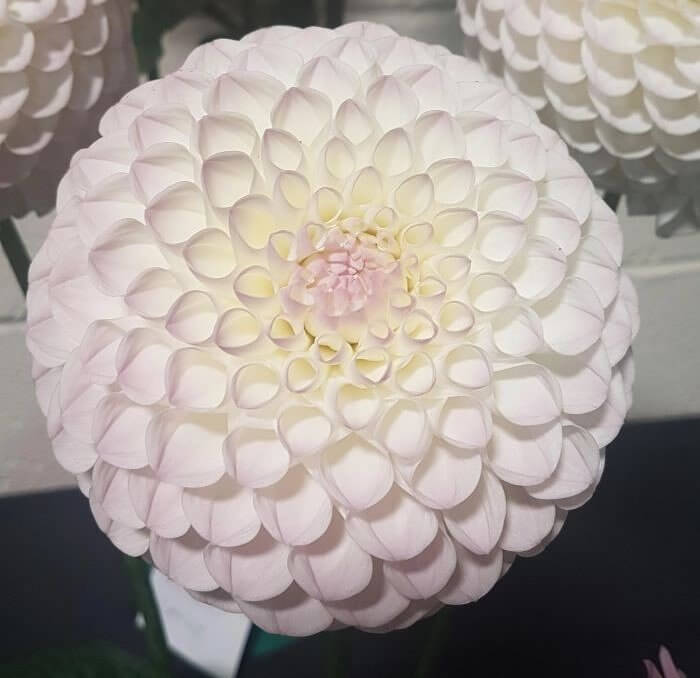 A Perfectly Unveiled Dahlia