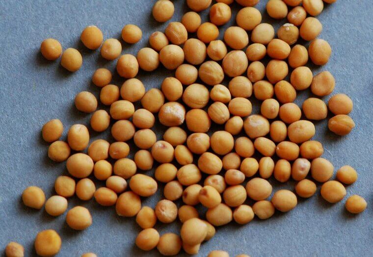 Apply a Mustard Powder Barrier to Keep Cabbage Worms Away