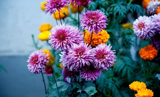 Secret Garden Hacks Using Pantry Staples