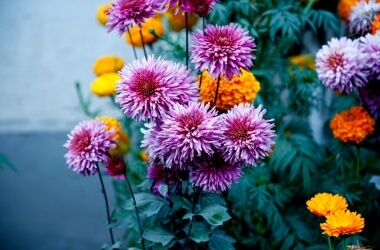 Secret Garden Hacks Using Pantry Staples