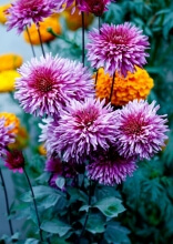 Secret Garden Hacks Using Pantry Staples