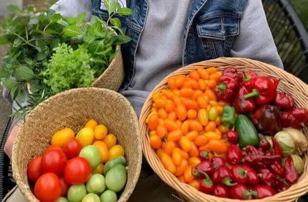 Tomates