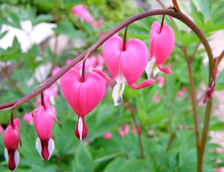 The Pennsylvania Dutch "Bleeding Heart": A Folklore Classic