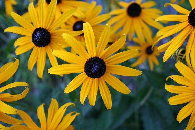 The African "Black-Eyed Susan" Vine: A Story of Survival