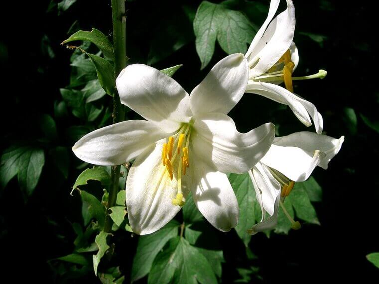 The French "Fleur-De-Lis" Iris: A St. Louis and Detroit Legacy