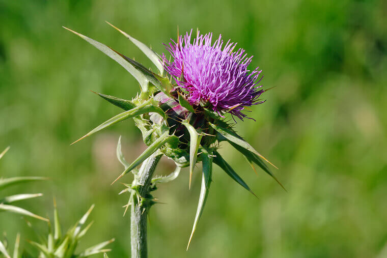 The Scottish "Thistle of the Heather": A Highland Pioneer
